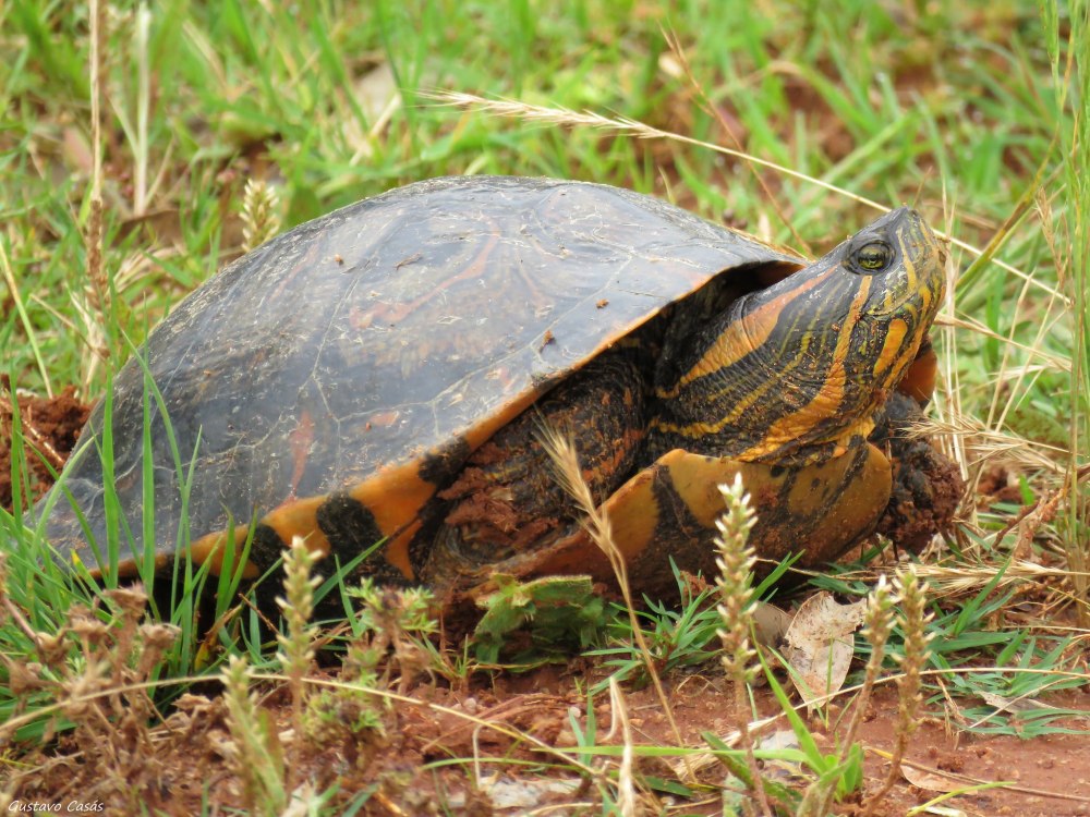 Trachemys dorbigni