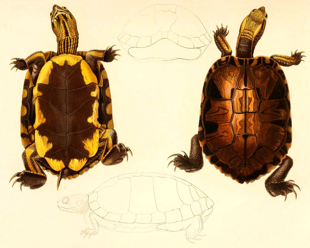 Trachemys dorbigni