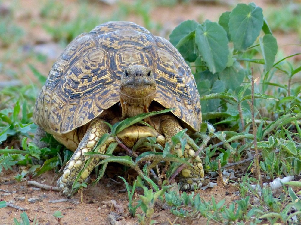 Stigmochelys pardalis