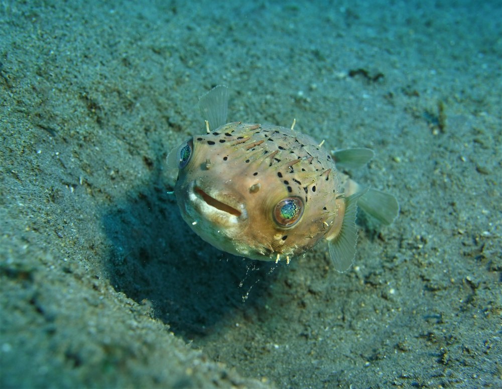 Diodon Holacanthus