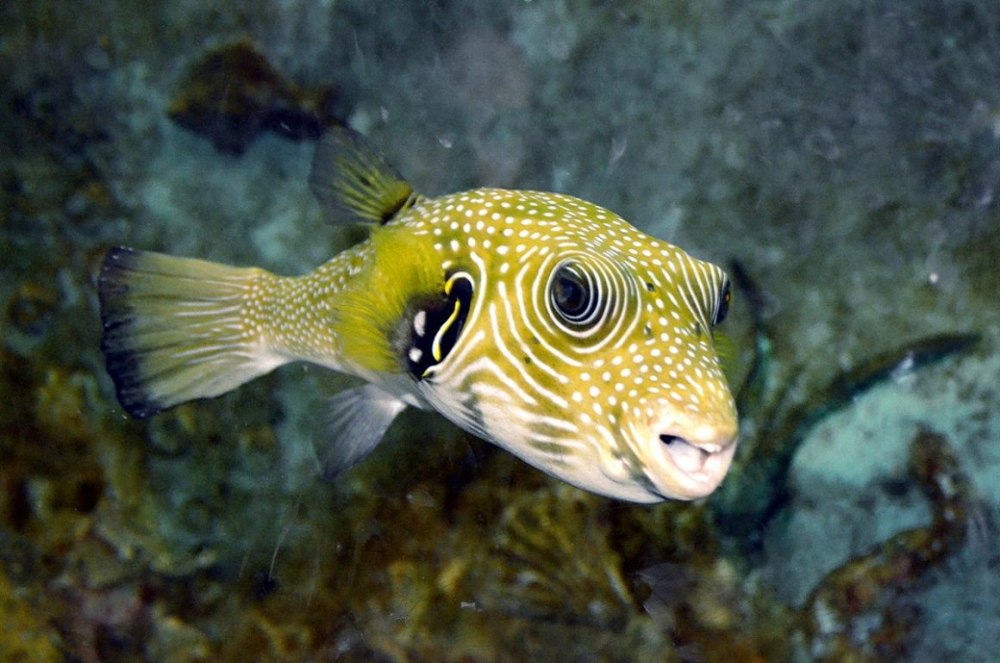 Arothron hispidus