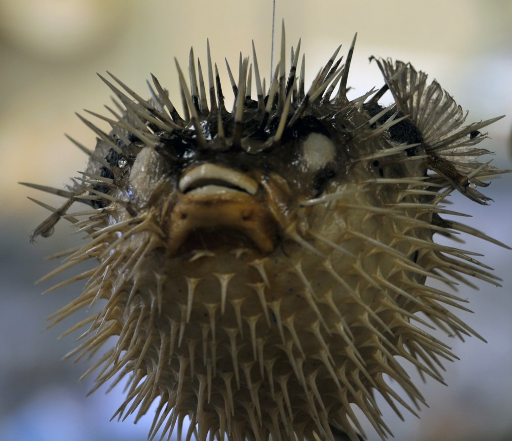Blowfish рыба
