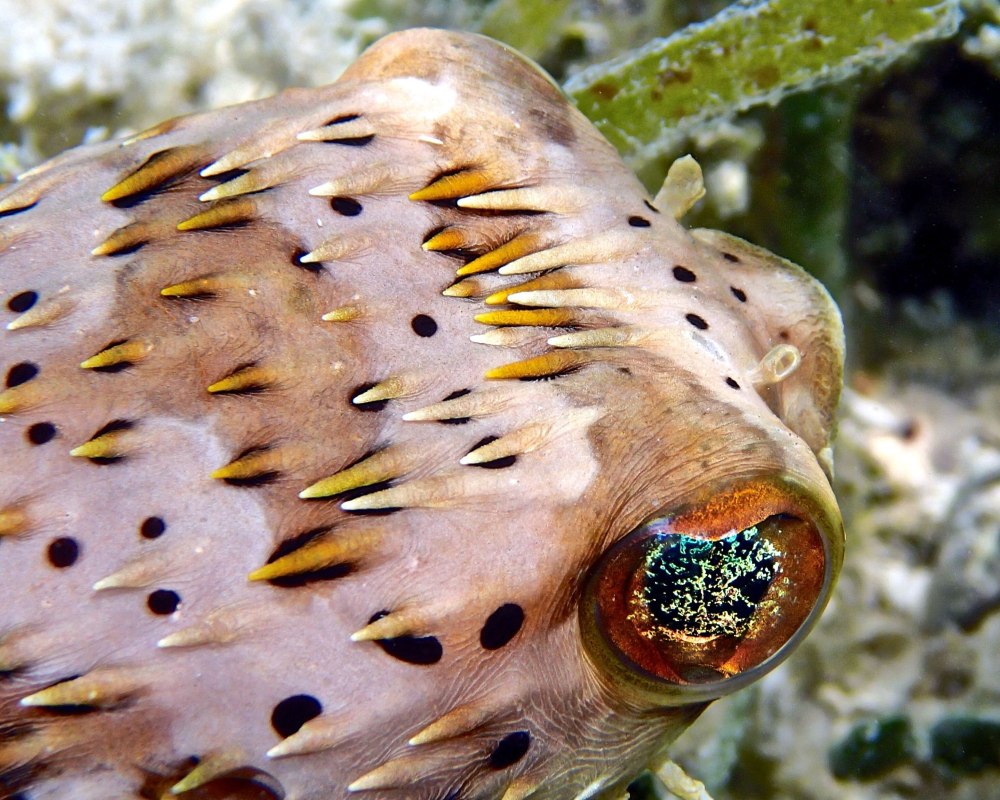 Pufferfish готовая