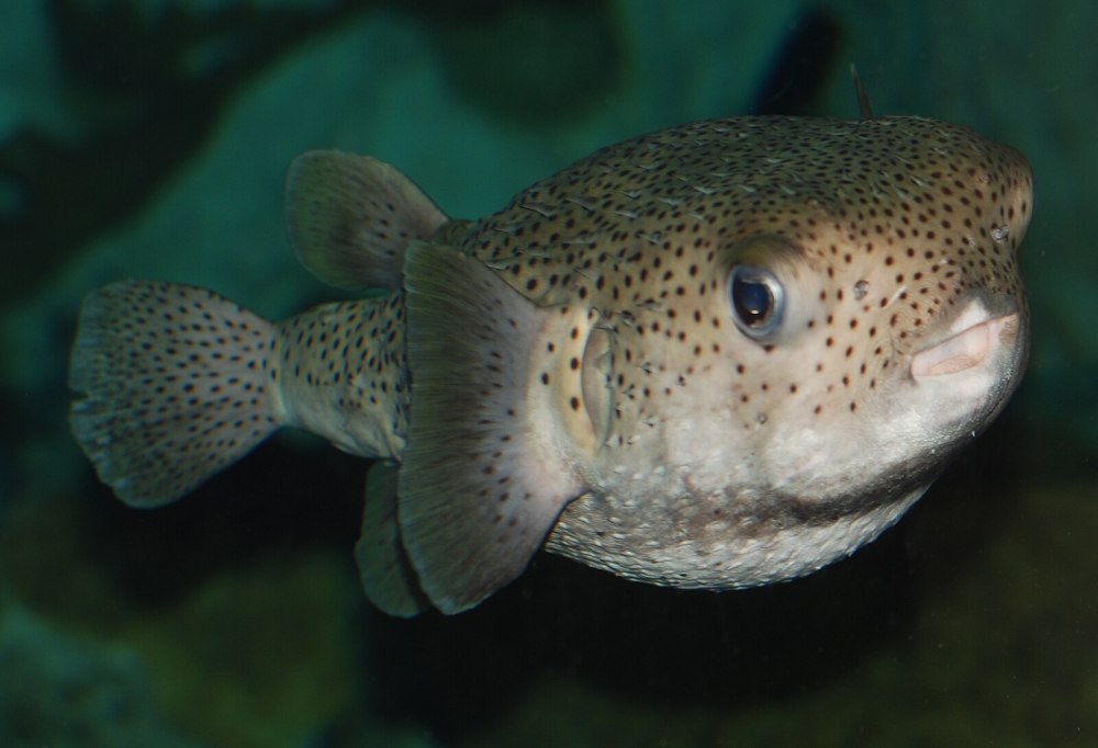 Spotted Fish