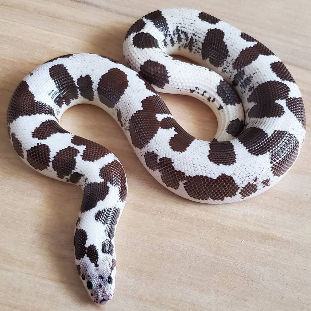 Кенийские удавчики 2022 (Gongylophis colubrinus):