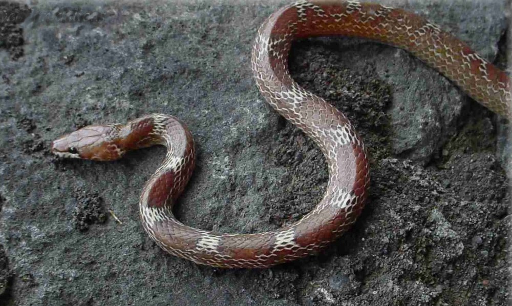Lycodon aulicus