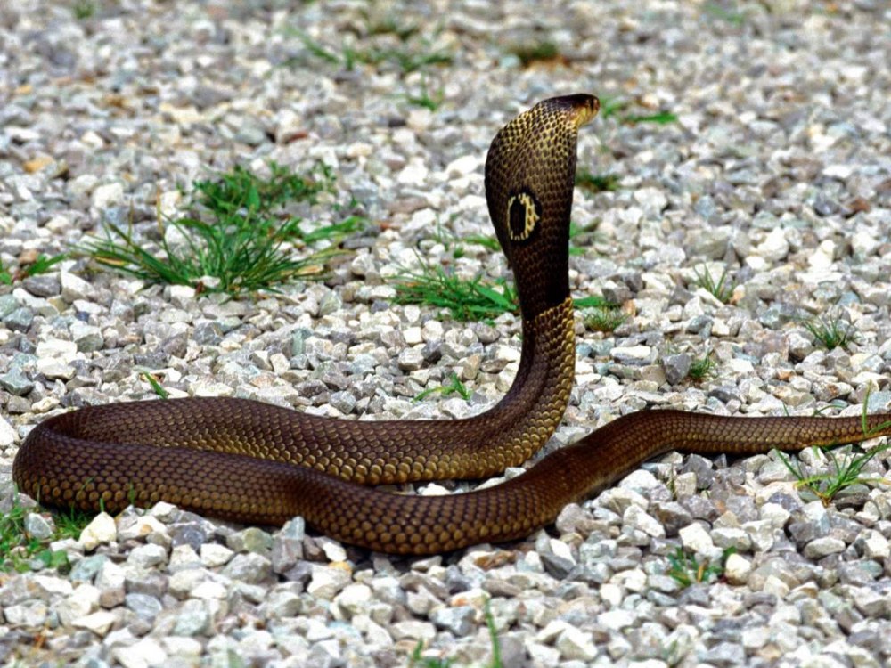 Кольчатая водяная Кобра