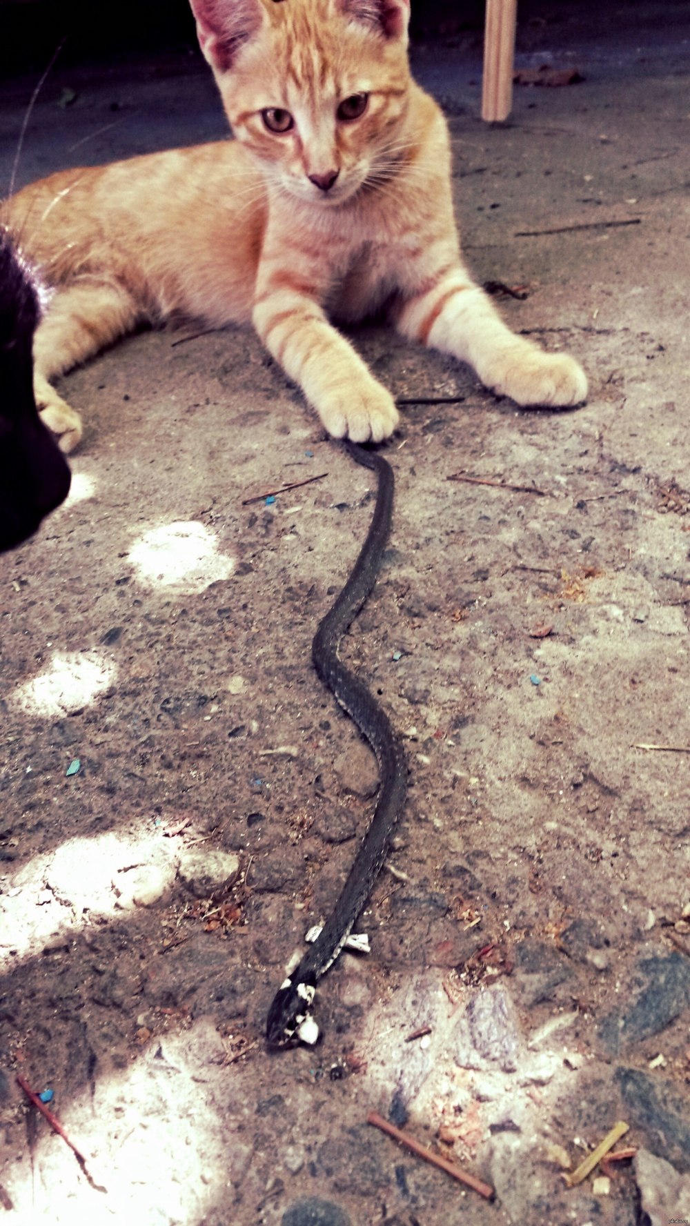 Кошка и змея