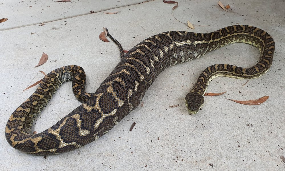 Хвост питона