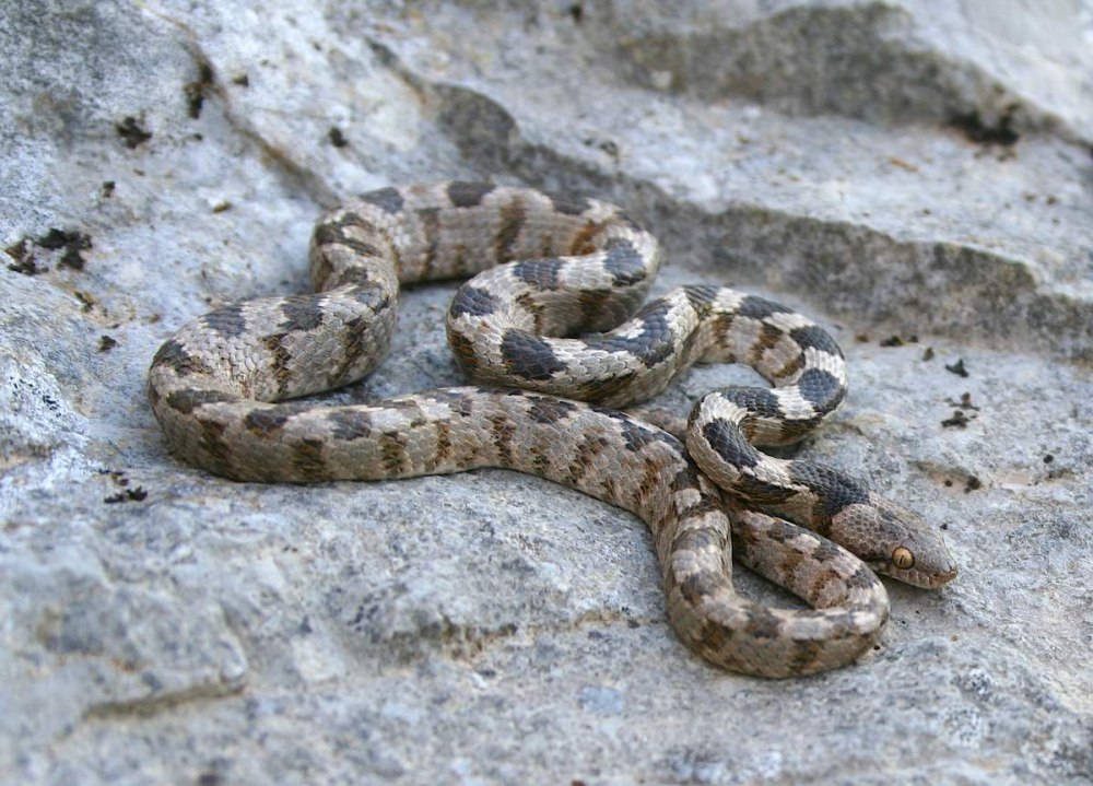 Гюрза змея Турция