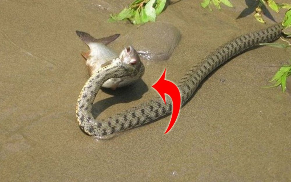 Змея рыболов