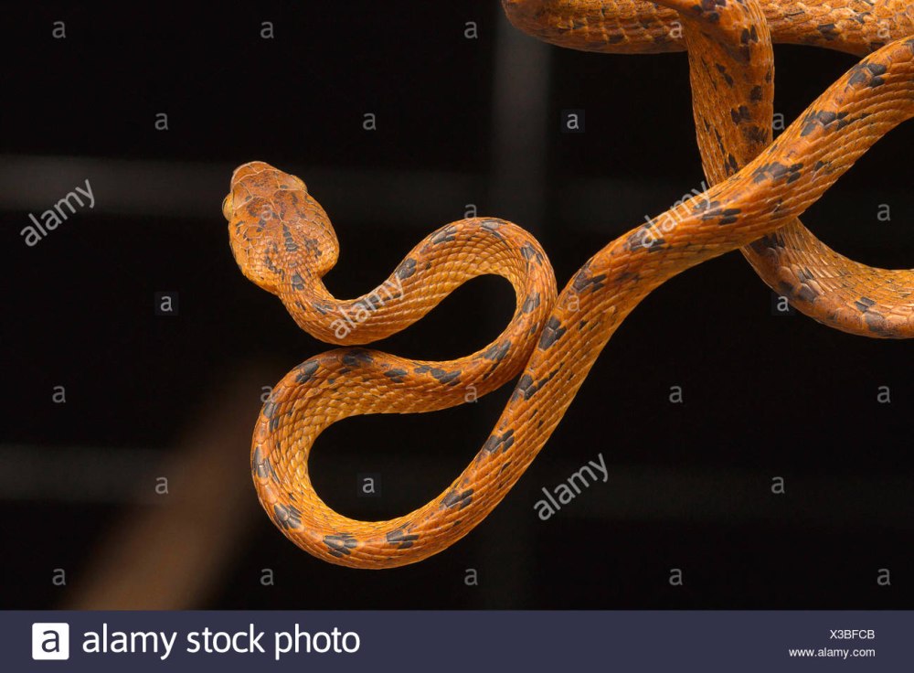 Индийская (черноголовая) бойга PNG