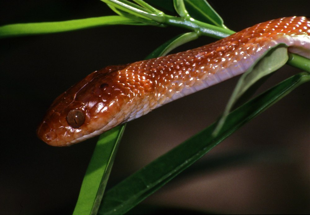 Кенийская лидрария змея