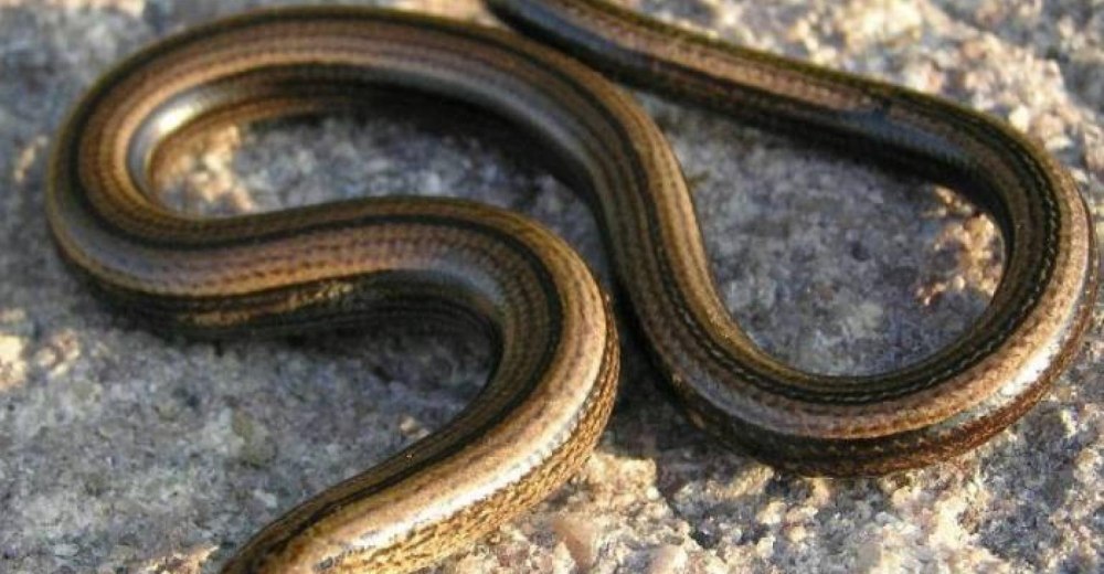 Веретеница из Гарри Поттера