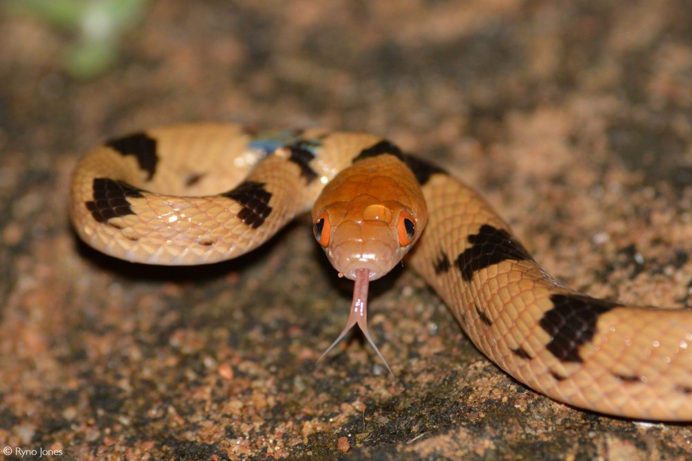 Змейка животное белка и змея