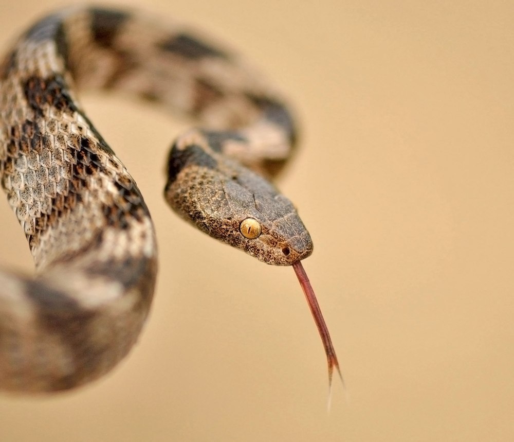 Кавказская Кошачья змея