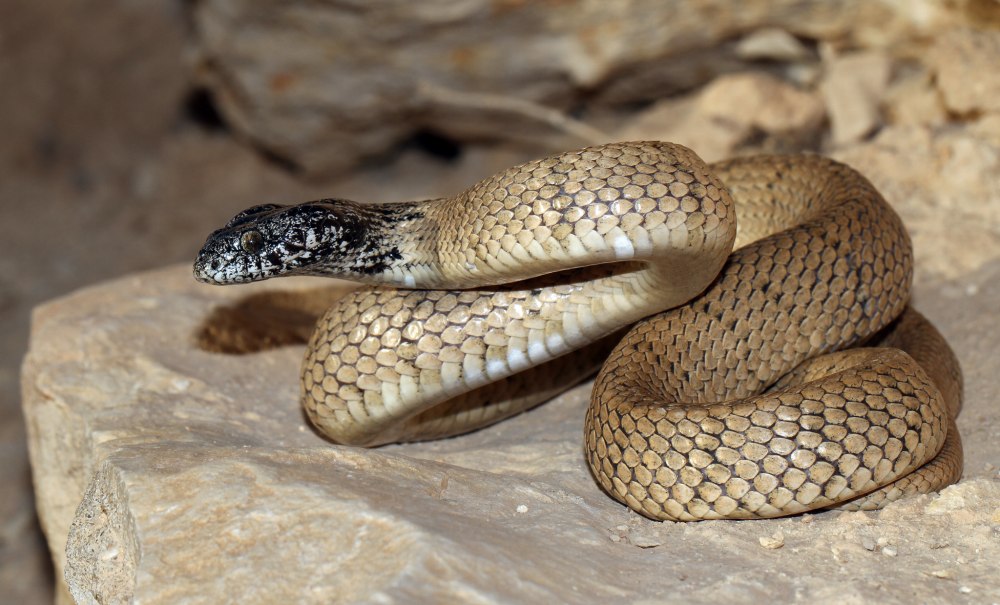 Кошачья змея