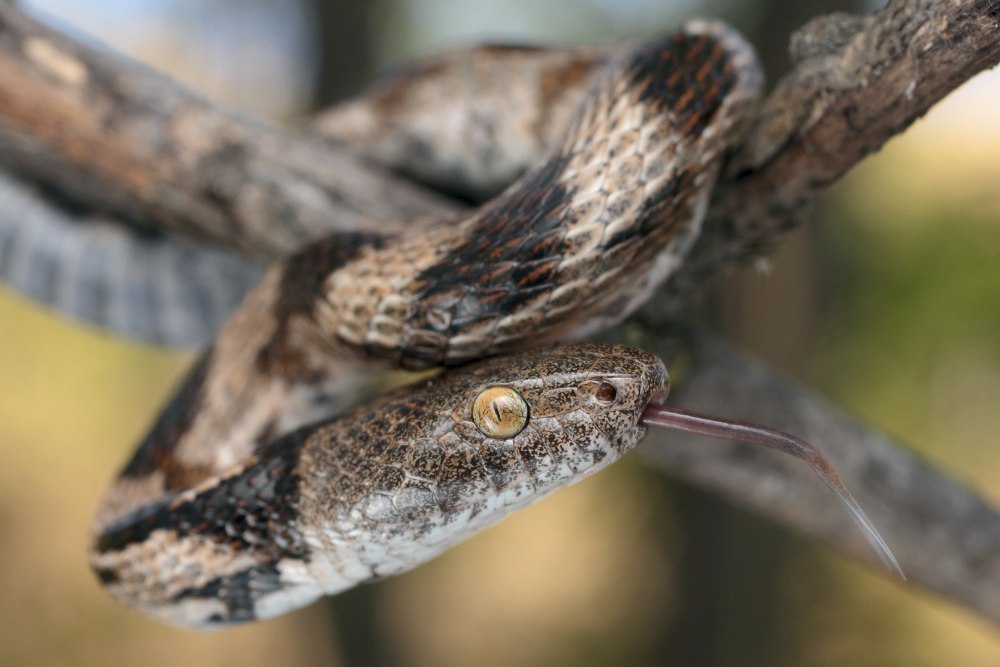 Кавказская Кошачья змея