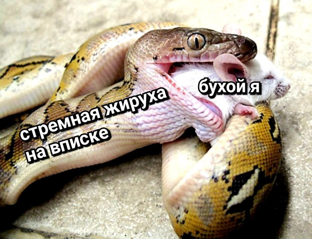 Сетчатый питон Королевская Кобра