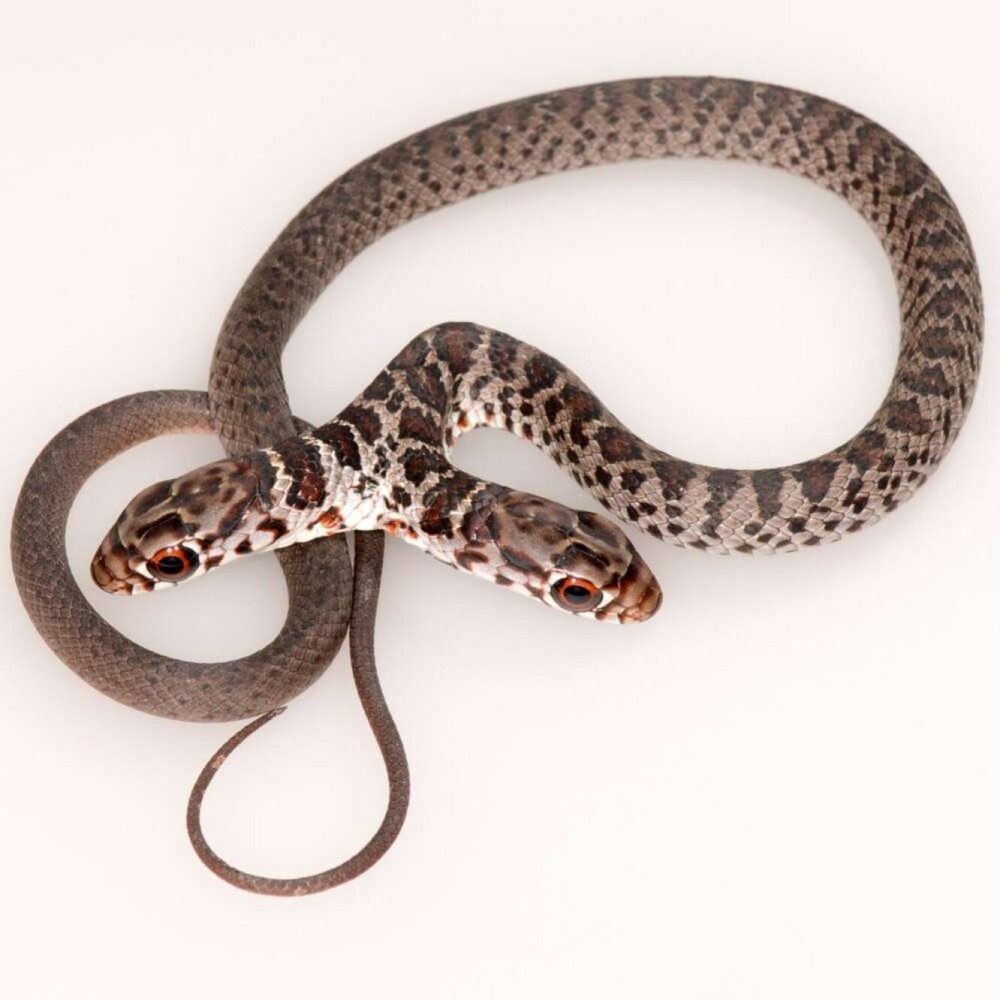 Королевская двуглавая змея