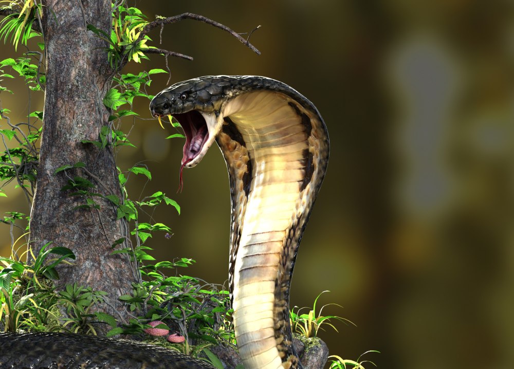 Кенийская кошачья змея