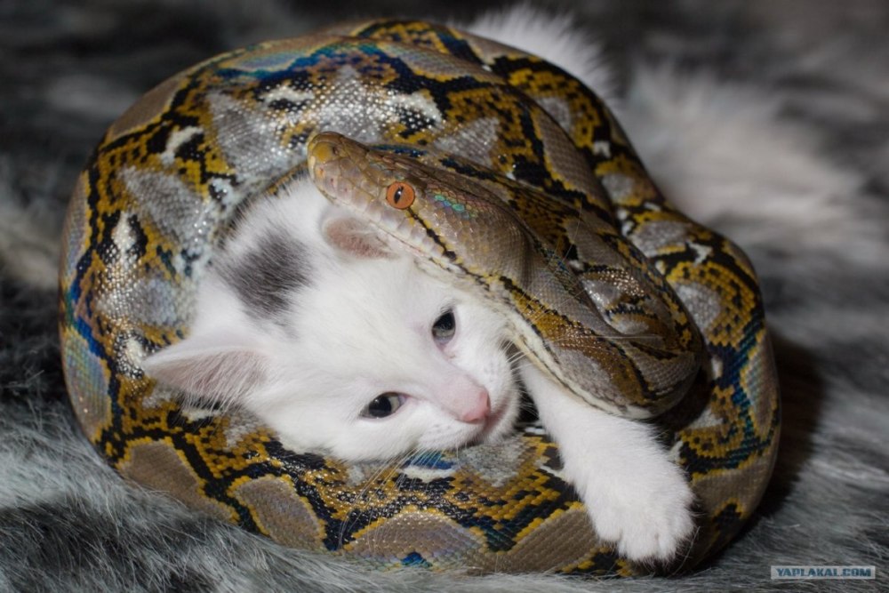 Сетчатый питон заглатывает