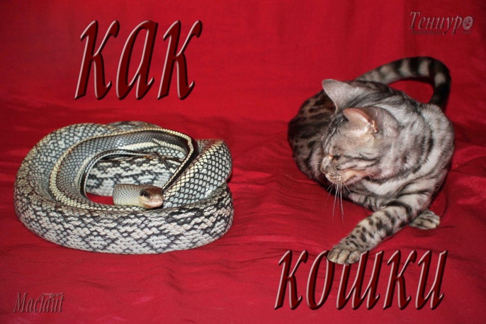 Кошка и змея