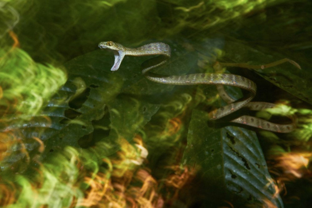 Намибская Кошачья змея