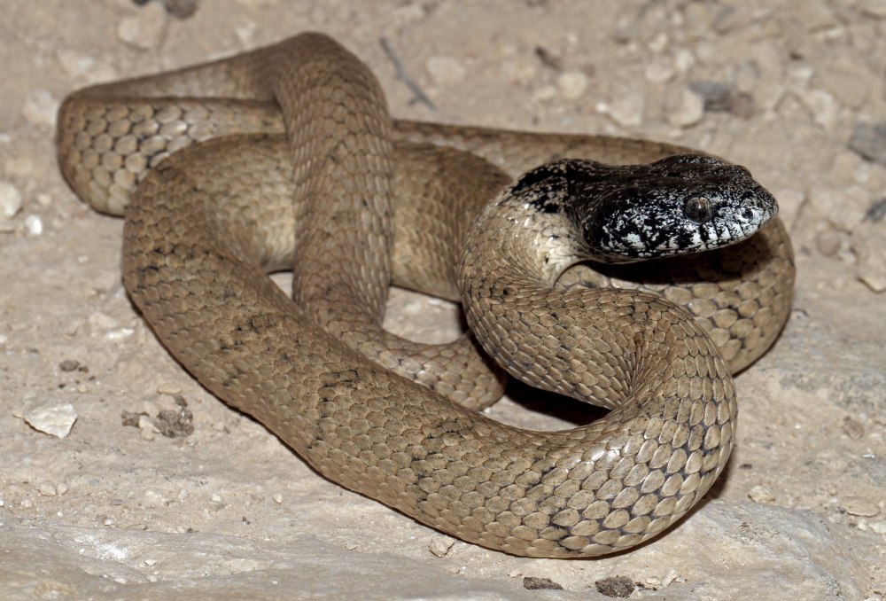 Telescopus nigriceps