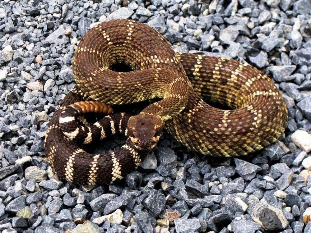 Змеи Краснодарского края гремучки