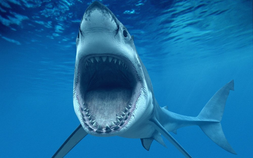 Большая белая акула (Carcharodon carcharias)