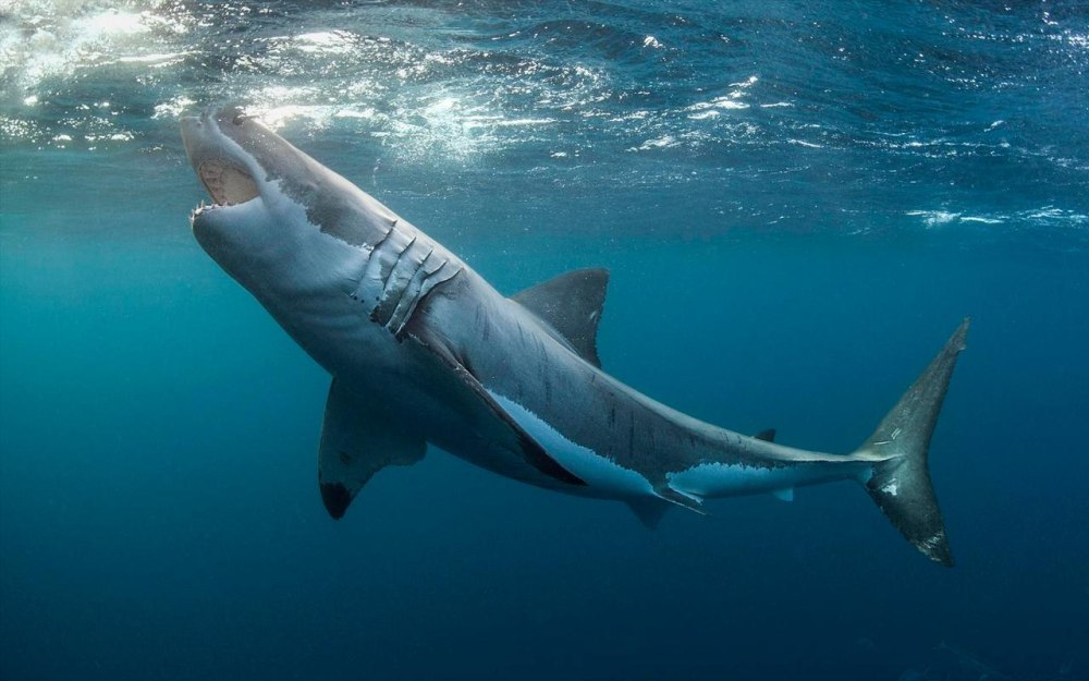 Большая белая акула (great White Shark)