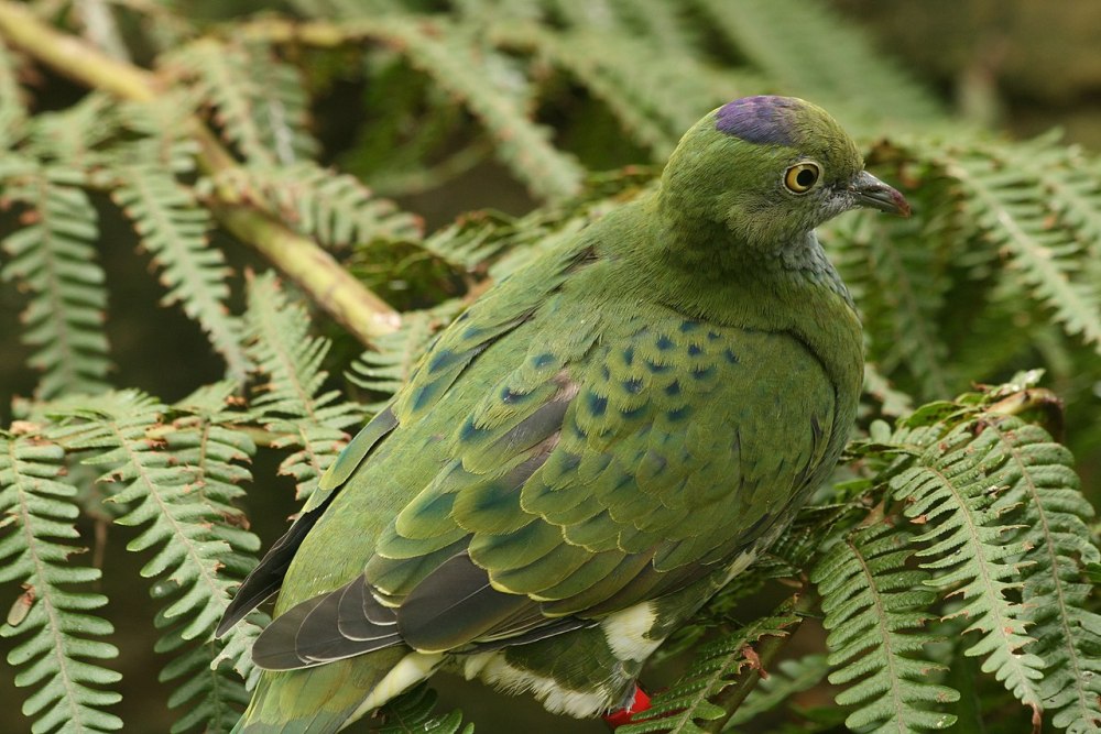 Ptilinopus Superbus