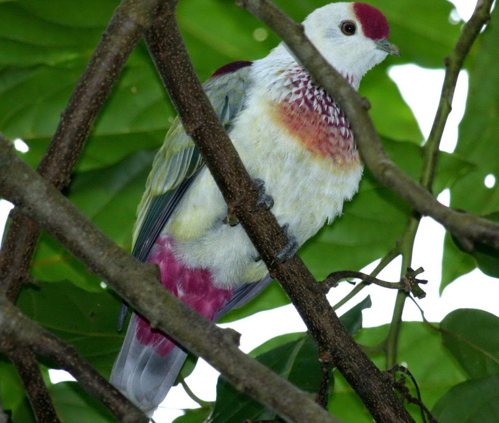 Ptilinopus porphyraceus