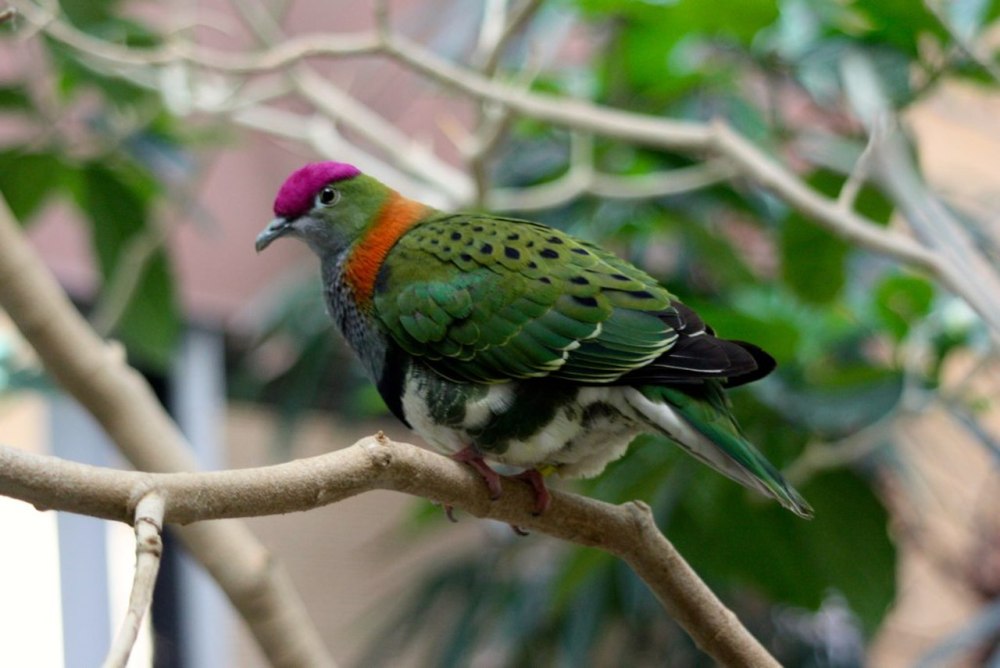 Ptilinopus tannensis