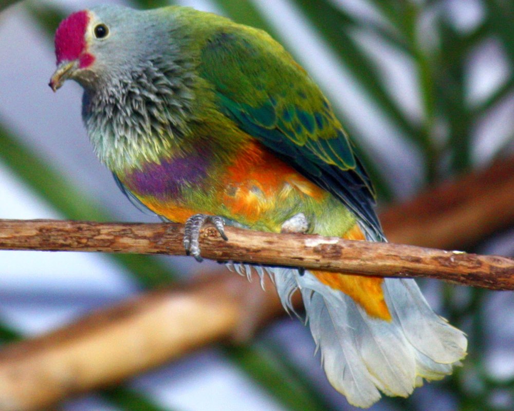 Ptilinopus roseicapilla