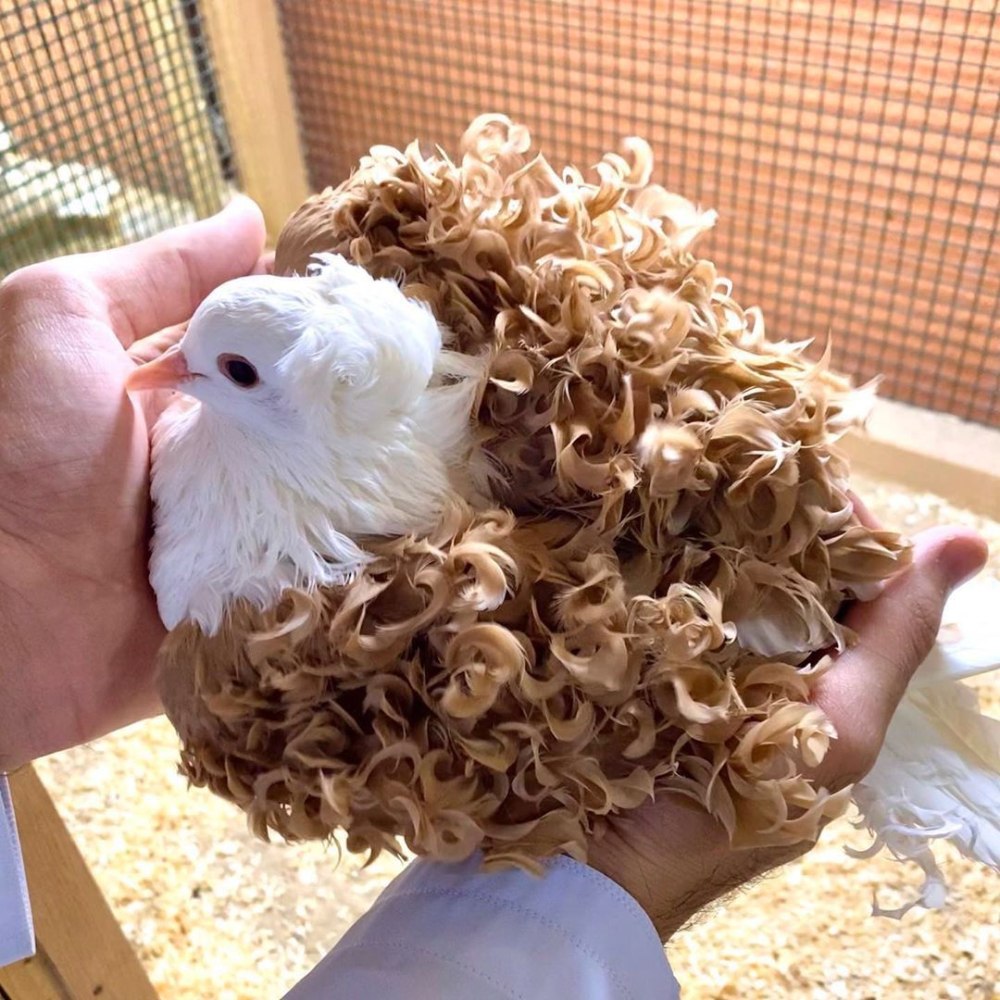 Курчавый голубь