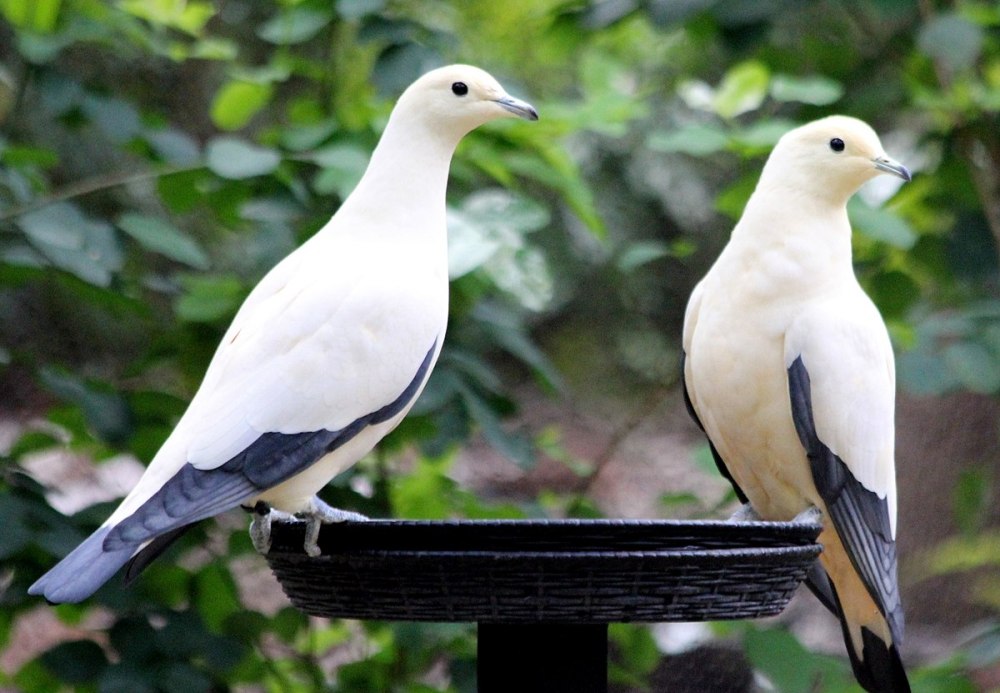 Imperial Pigeon