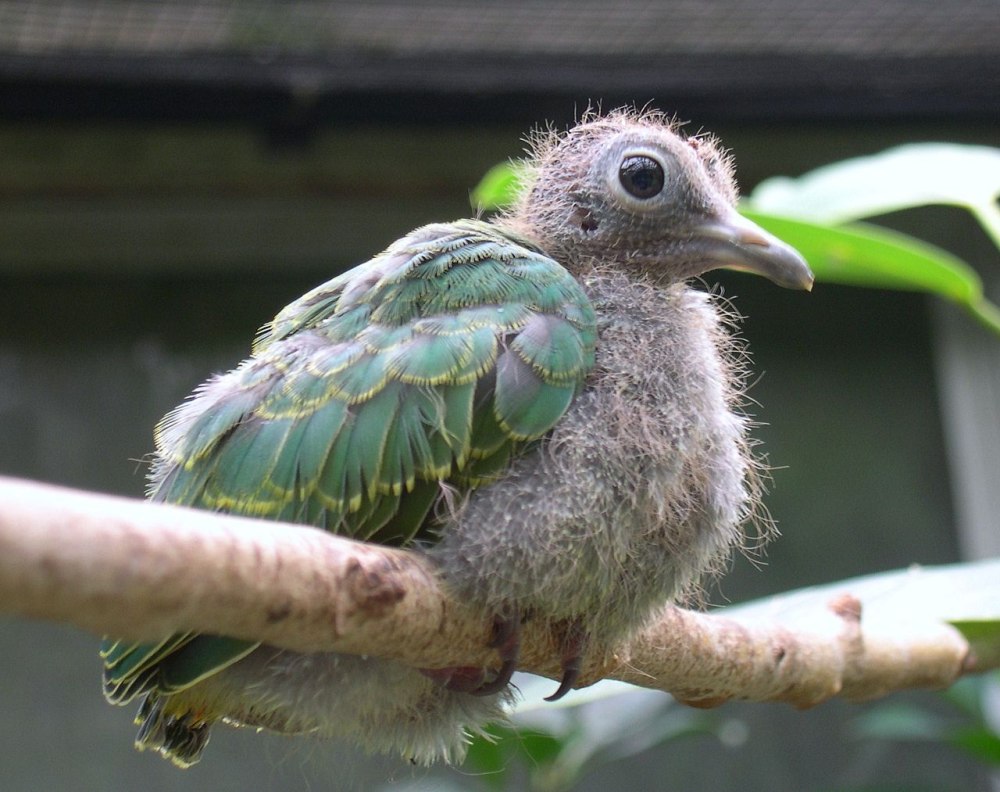 Ptilinopus layardi
