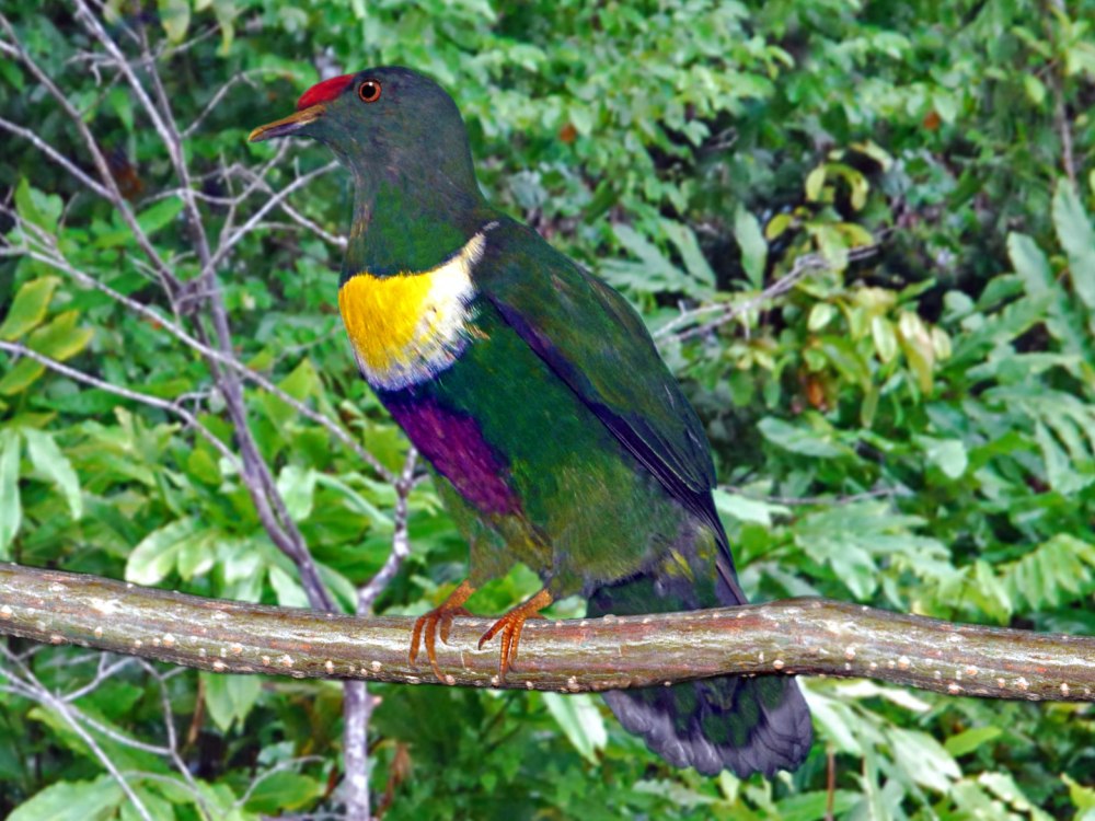 Stamp the White-Bibbed Fruit dove (Ptilinopus Rivoli)