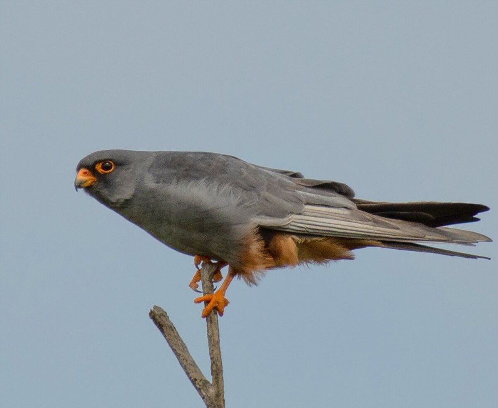 Кобчик (Falco vespertinus)