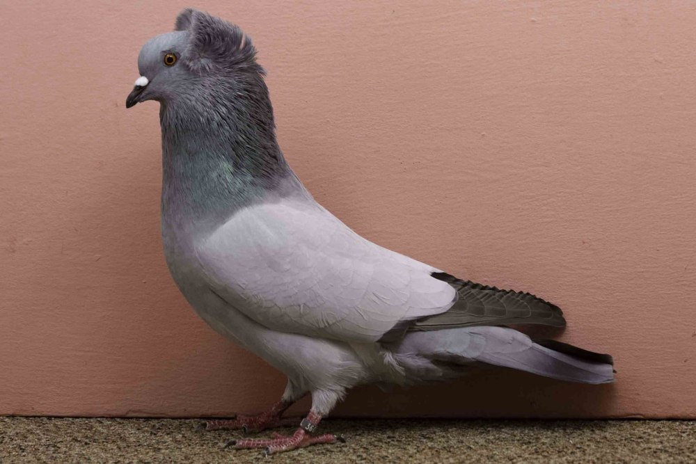 Crested Soultz