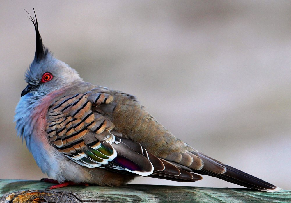 Crested Pigeon