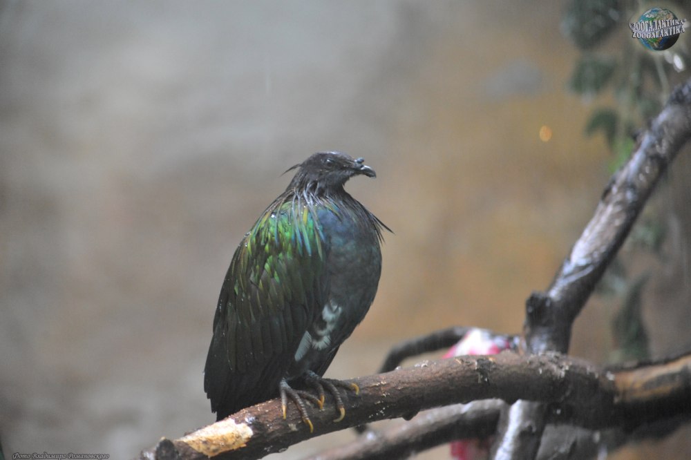 Caloenas maculata