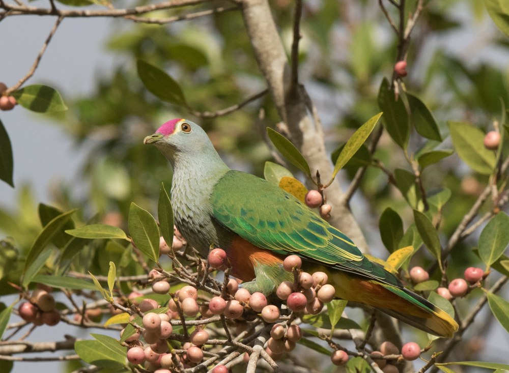 Ptilinopus nainus