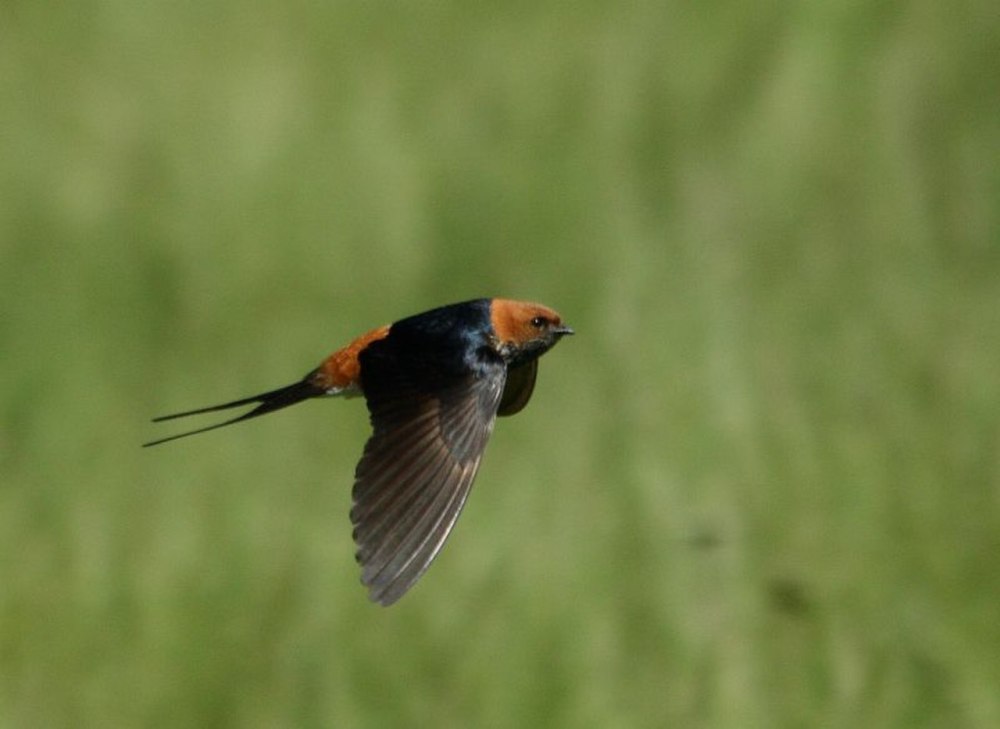 Cecropis abyssinica