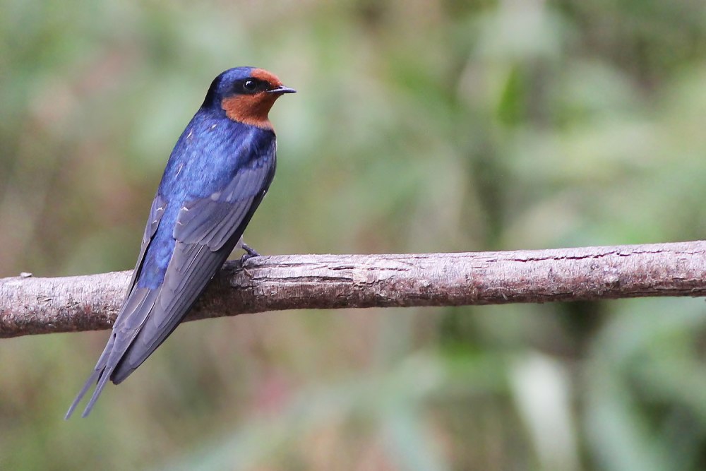 Hirundo neoxena