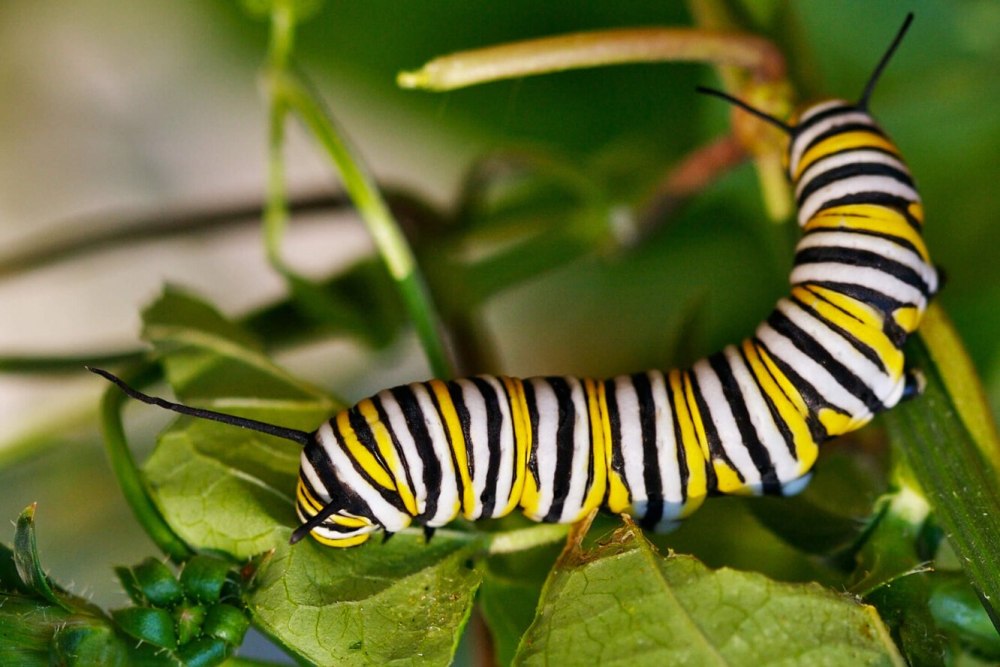 Dryocampa rubicunda гусеница