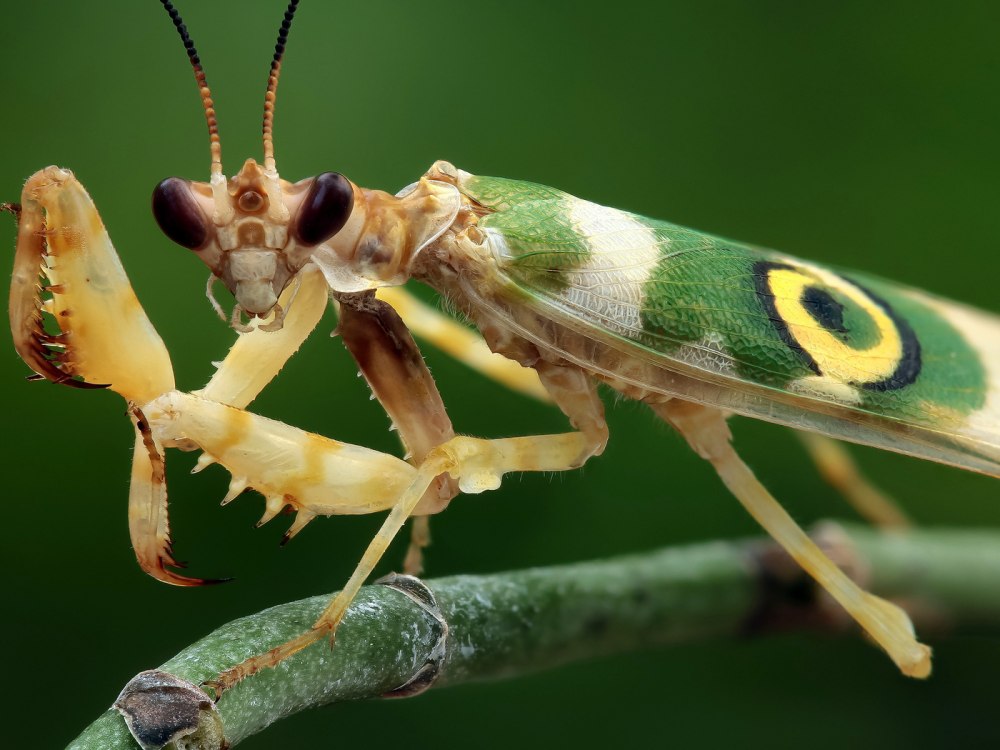Земляной богомол (Geomantis Larvoides)