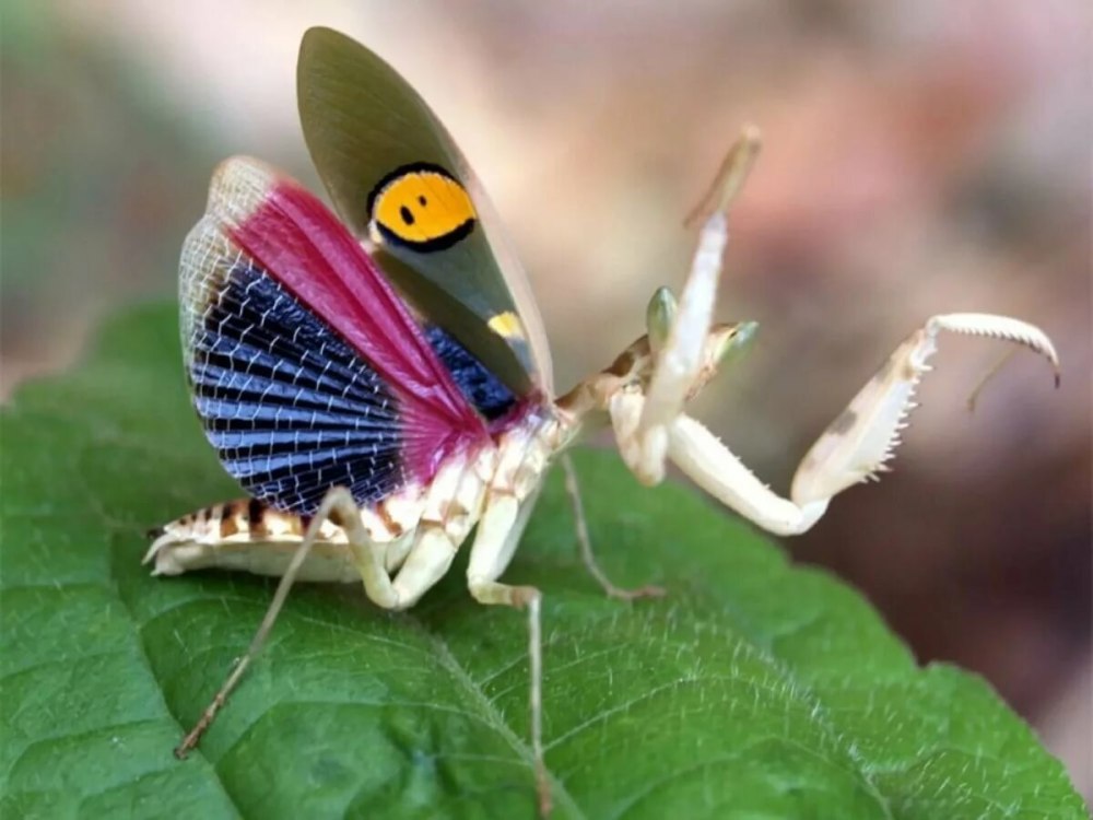 Радужный кузнечик Dactylotum bicolor